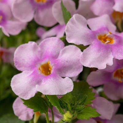 Bacopa Epic Pink with Eye