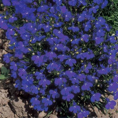 Lobelia Crystal Palace