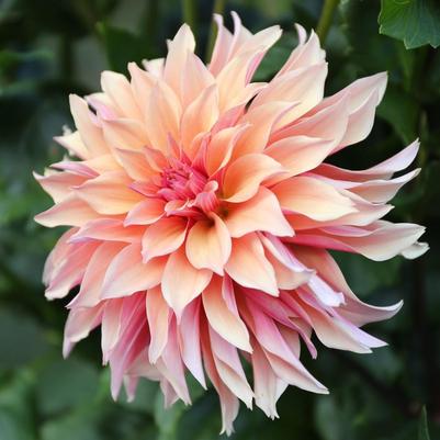 Dahlia Labyrinth