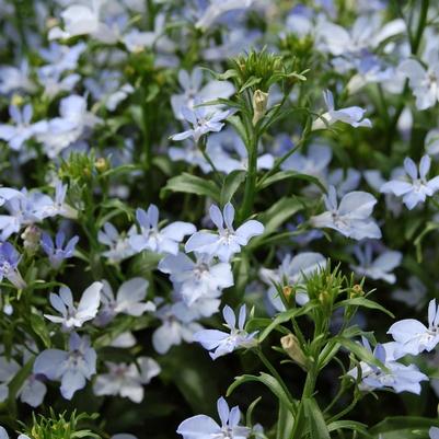 Lobelia Techno® Light Blue