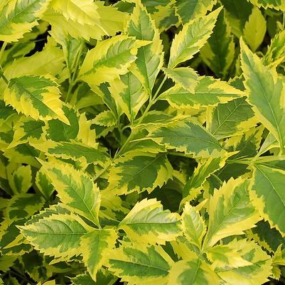 Duranta Gold Edge