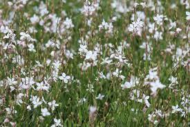 Gaura Belleza White