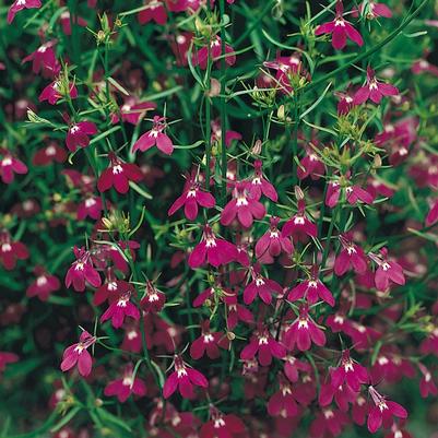 Lobelia Regatta Rose