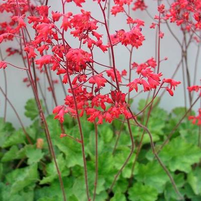 Heuchera Firefly