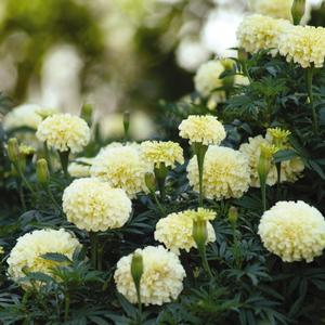 Marigold Vanilla