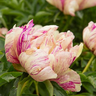 Paeonia Lollipop