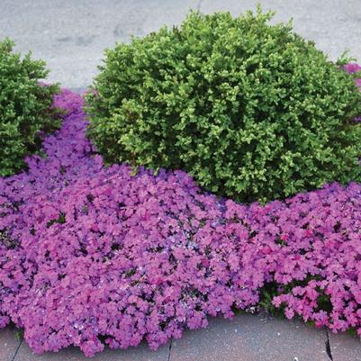Phlox (per) subulata Drummond's Pink