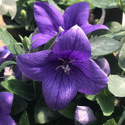Platycodon Pop Star Blue