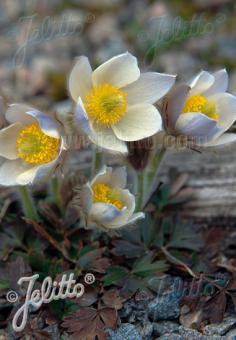 Pulsatilla vernalis 