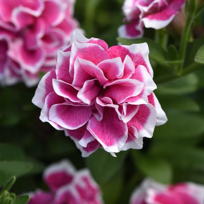 Petunia Pink Diamond