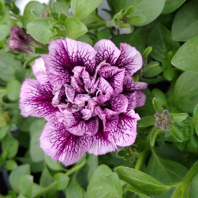 Petunia Vogue Lavender Vein