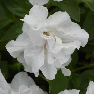 Petunia Vogue White