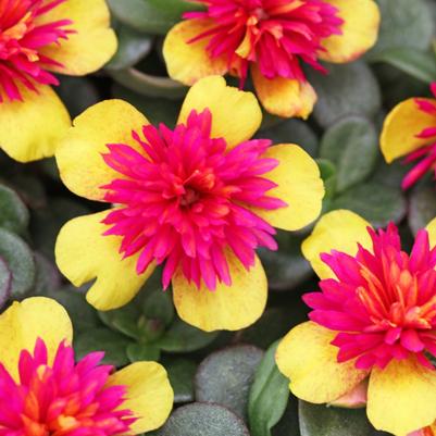 Portulaca ColorBlast Double Guava