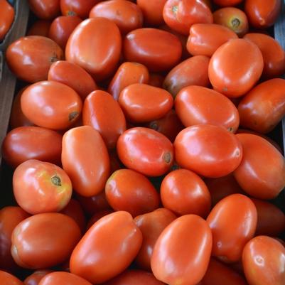 Tomato Roma