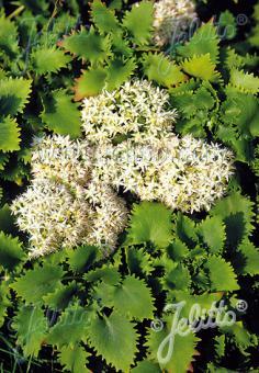 Sedum populifolium 