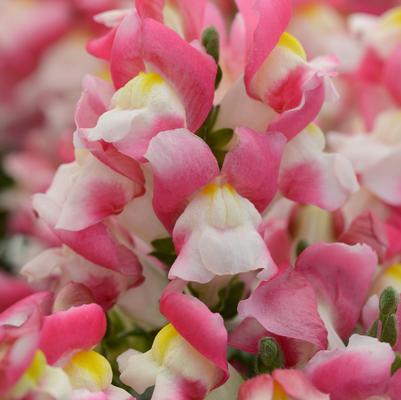 Snapdragon Snapshot™ Coral Bicolor