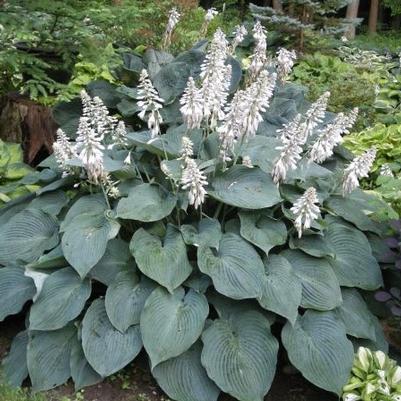 Hosta Blue Angel