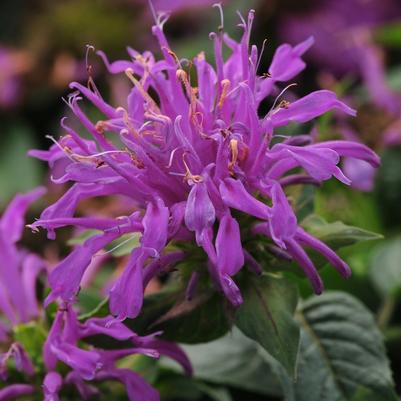 Monarda didyma Balmy™ Lilac