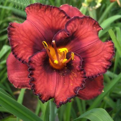 Hemerocallis Berrylicious