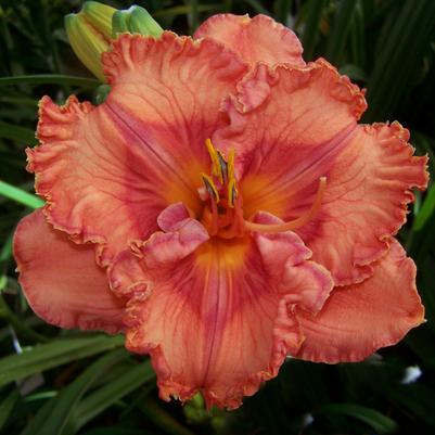 Hemerocallis Perceptive