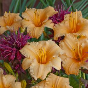 Hemerocallis Apricot Sparkles