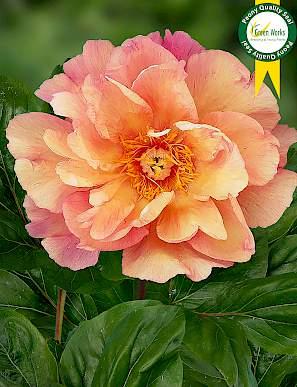 Paeonia Enduring Rainbow