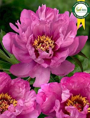 Paeonia First Arrival