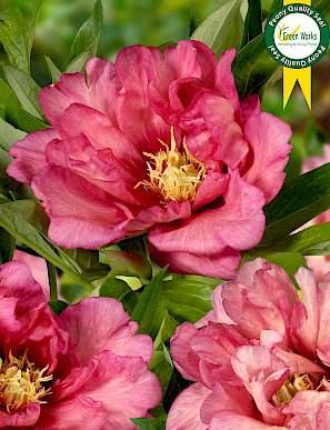 Paeonia Hillary