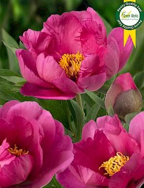 Paeonia Pink Ardour