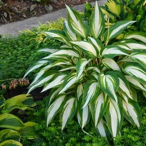 Hosta Cool as a Cucumber