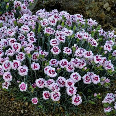 Dianthus Kiss and Tell