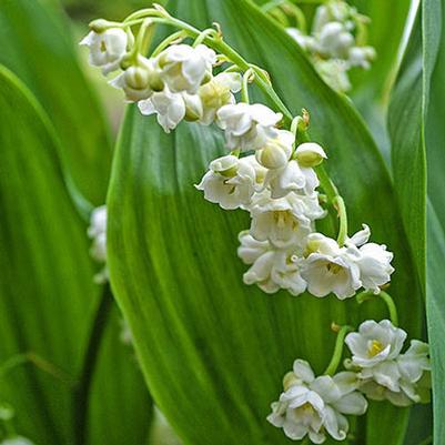 Convallaria majalis Prolificans