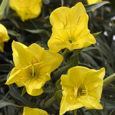 Oenothera missouriensis Evening sun
