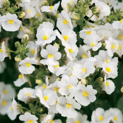 Nemesia Aromatica White