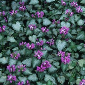 Lamium maculatum Beacon Silver