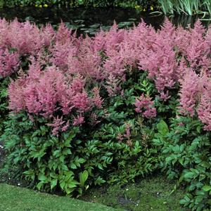 Astilbe japonica Rheinland