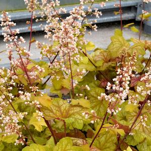 Heuchera Champagne