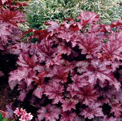Heuchera Amethyst Mist