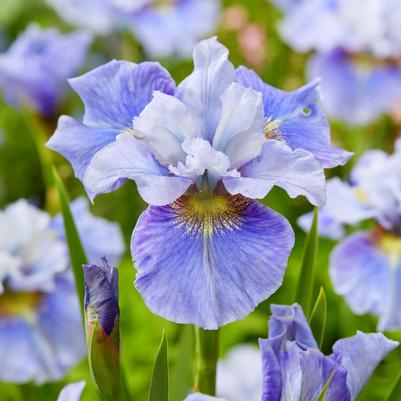 Iris sibirica Mission Bay