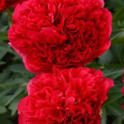 Paeonia Garden Peony Command Performance