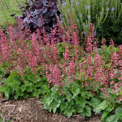 Heuchera Berry Timeless