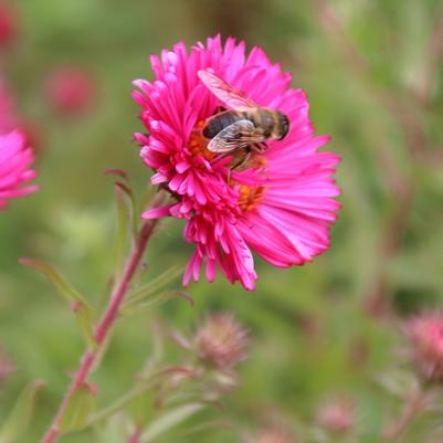 Aster dumosus Alert
