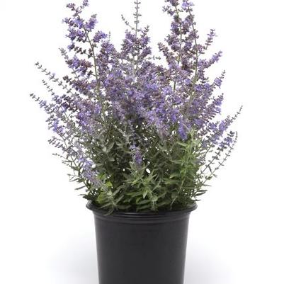 Perovskia atriplicifolia Bluesette