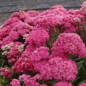 Sedum Mr. Goodbud