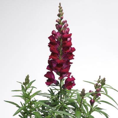 Snapdragon Liberty Classic™ Crimson