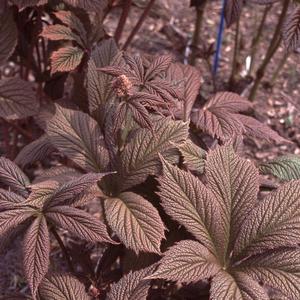 Rodgersia pinnata Chocolate Wing