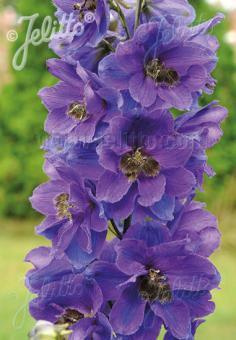 Delphinium Pacific Giants Black Knight