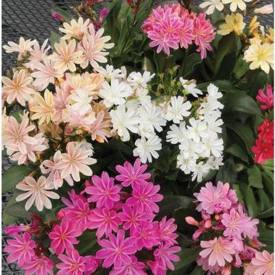 Lewisia cotyledon Elise Mix