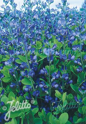 Baptisia australis Caspian Blue