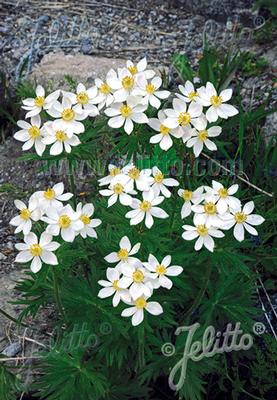 Anemone narcissiflora 
